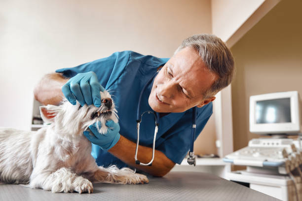 Best Emergency Root Canal Treatment in Altamonte Springs, FL
